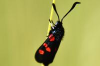 Zygaena trifolii