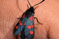 Zygaena trifolii