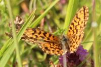 Boloria dia