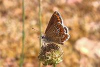 Aricia agestis