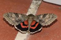 Catocala nupta