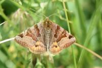 Euclidia glyphica