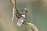 Incurvaria masculella