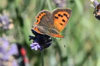 Lycaena phlaeas