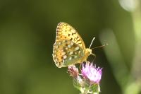 Speyeria aglaja