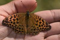 Argynnis paphia