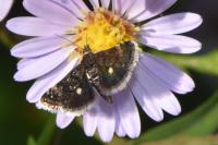 Heliothela wulfeniana