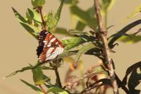 Limenitis reducta