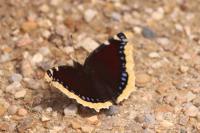 Nymphalis antiopa