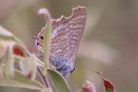 Lampides boeticus