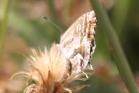 Cacyreus marshalli