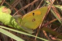 Colias crocea