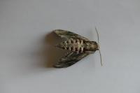 Sphinx ligustri