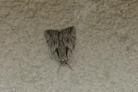 Catocala optata