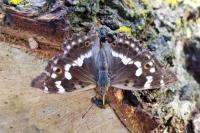 Apatura ilia