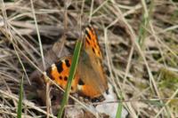 Nymphalis polychloros