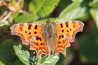 Polygonia c-album