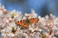 Nymphalis polychloros