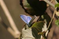 Celastrina argiolus