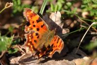 Polygonia c-album