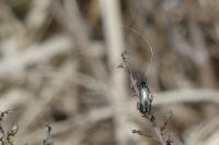Adela reaumurella