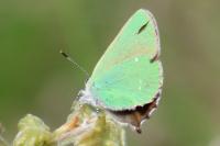 Callophrys rubi