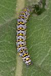 Cucullia verbasci