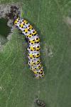 Cucullia verbasci