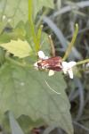 Cauchas rufimitrella
