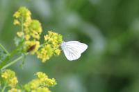 Pieris napi