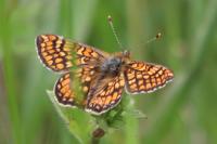 Euphydryas aurinia