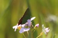 Callophrys rubi