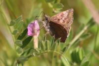 Erynnis tages