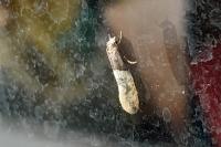 Trichophaga tapetzella