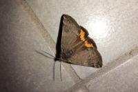 Boudinotiana notha