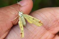 Opisthograptis luteolata