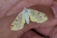 Opisthograptis luteolata