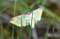 Opisthograptis luteolata