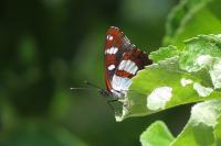 Limenitis reducta