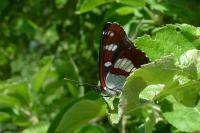 Limenitis reducta