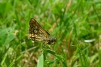 Carterocephalus palaemon