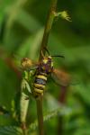 Sesia apiformis