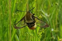 Hemaris tityus