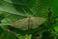 Patania ruralis