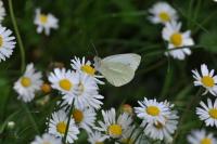 Pieris mannii