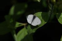 Pieris mannii