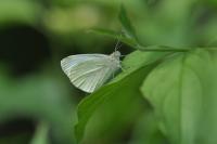 Pieris mannii
