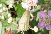 Pieris rapae