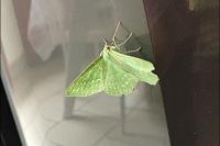 Geometra papilionaria