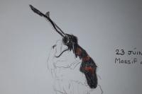 Zygaena filipendulae